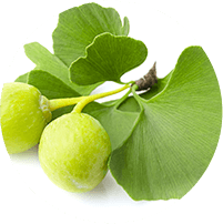 Ginkgo Biloba